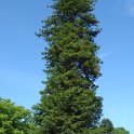 Sequoia sempervirens Nantes